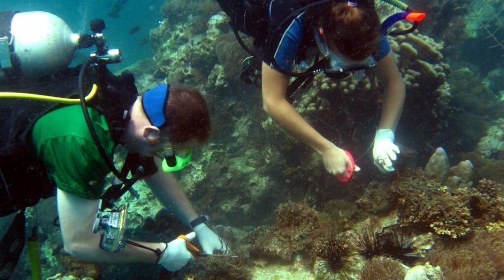 corals