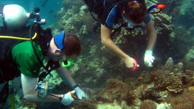 corals
